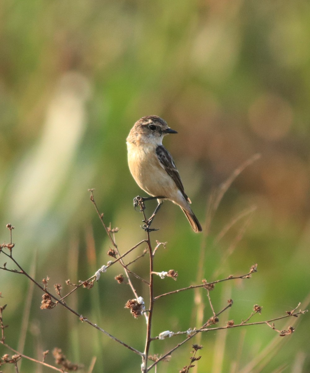 Siberian Stonechat - ML638303398