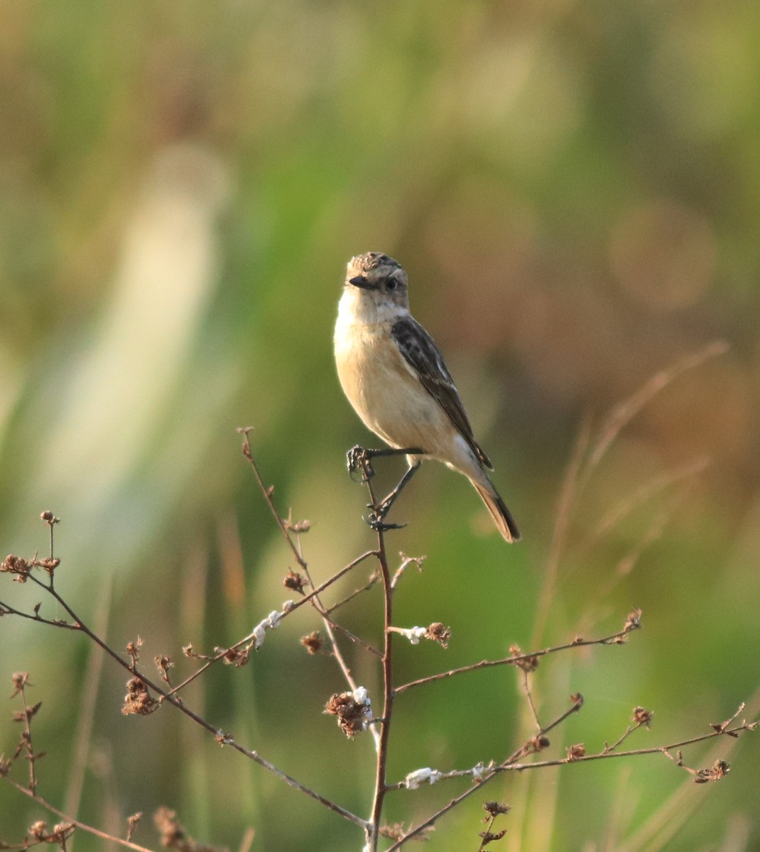 Siberian Stonechat - ML638303399