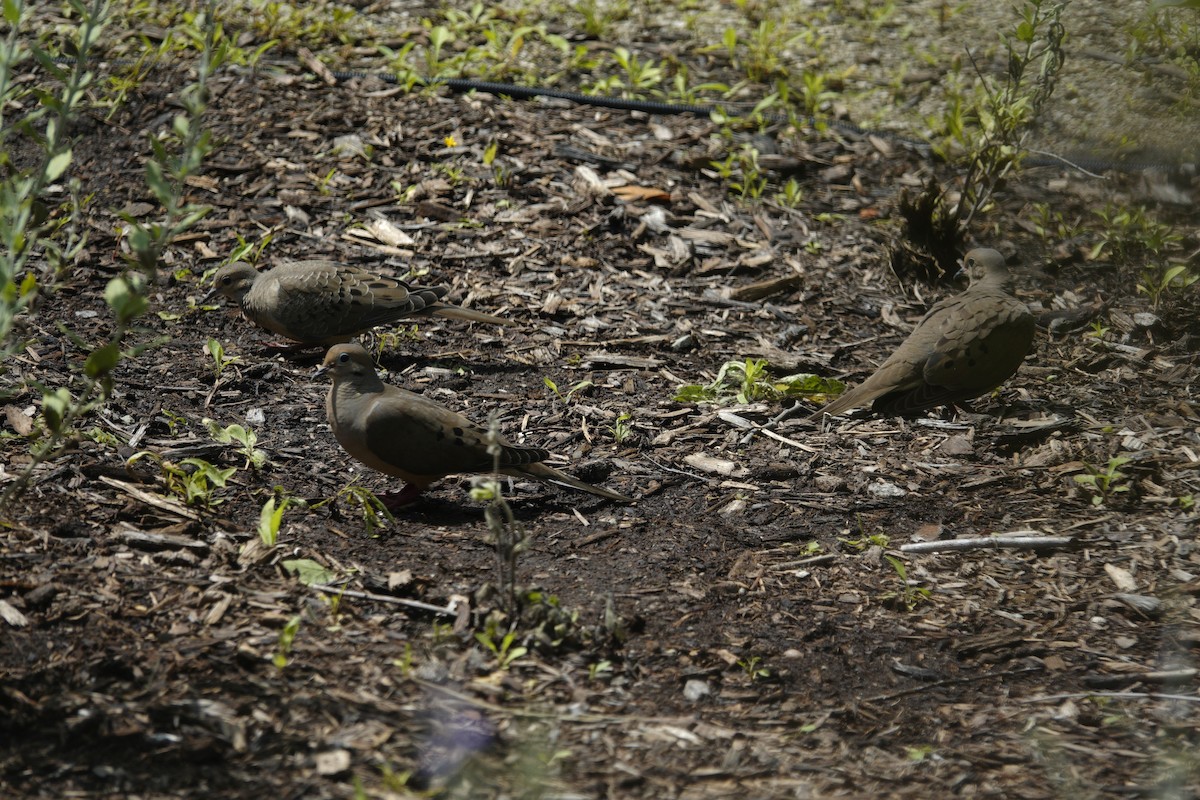 Mourning Dove - ML638303403