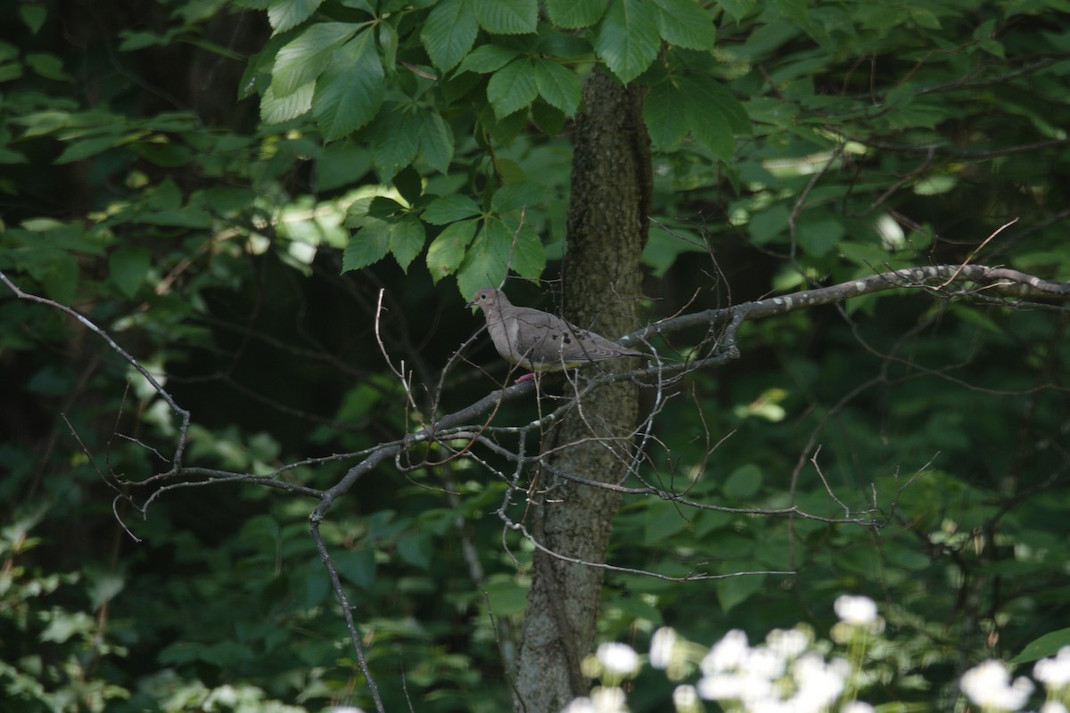 Mourning Dove - ML638303405