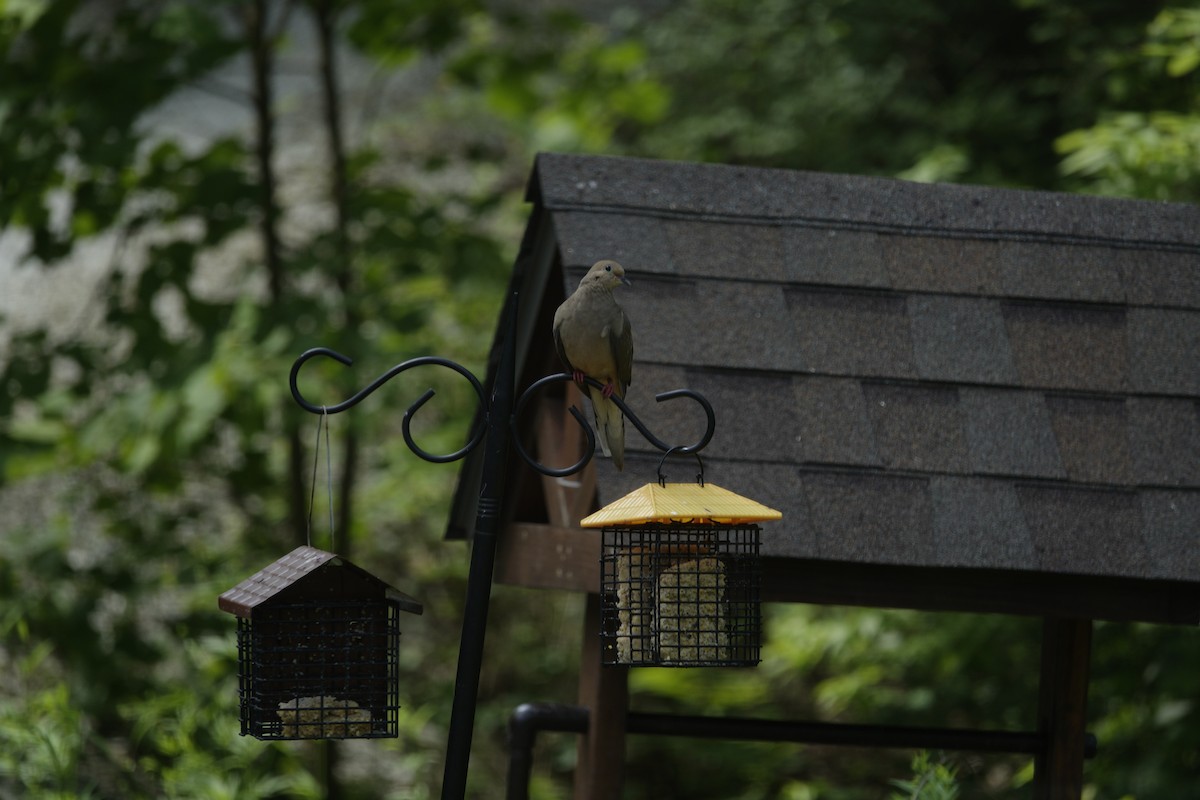 Mourning Dove - ML638303406