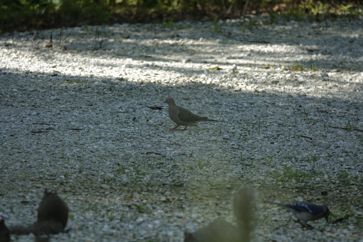Mourning Dove - ML638303407