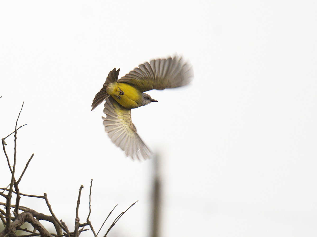 Tropical Kingbird - ML638303428