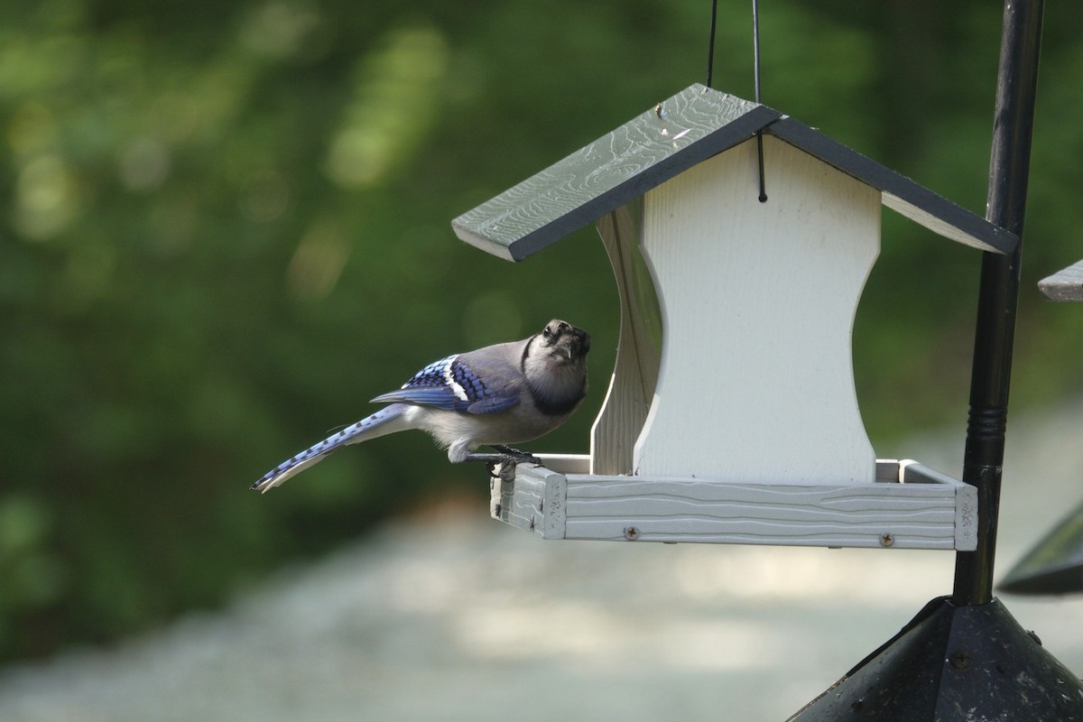 Blue Jay - ML638303463
