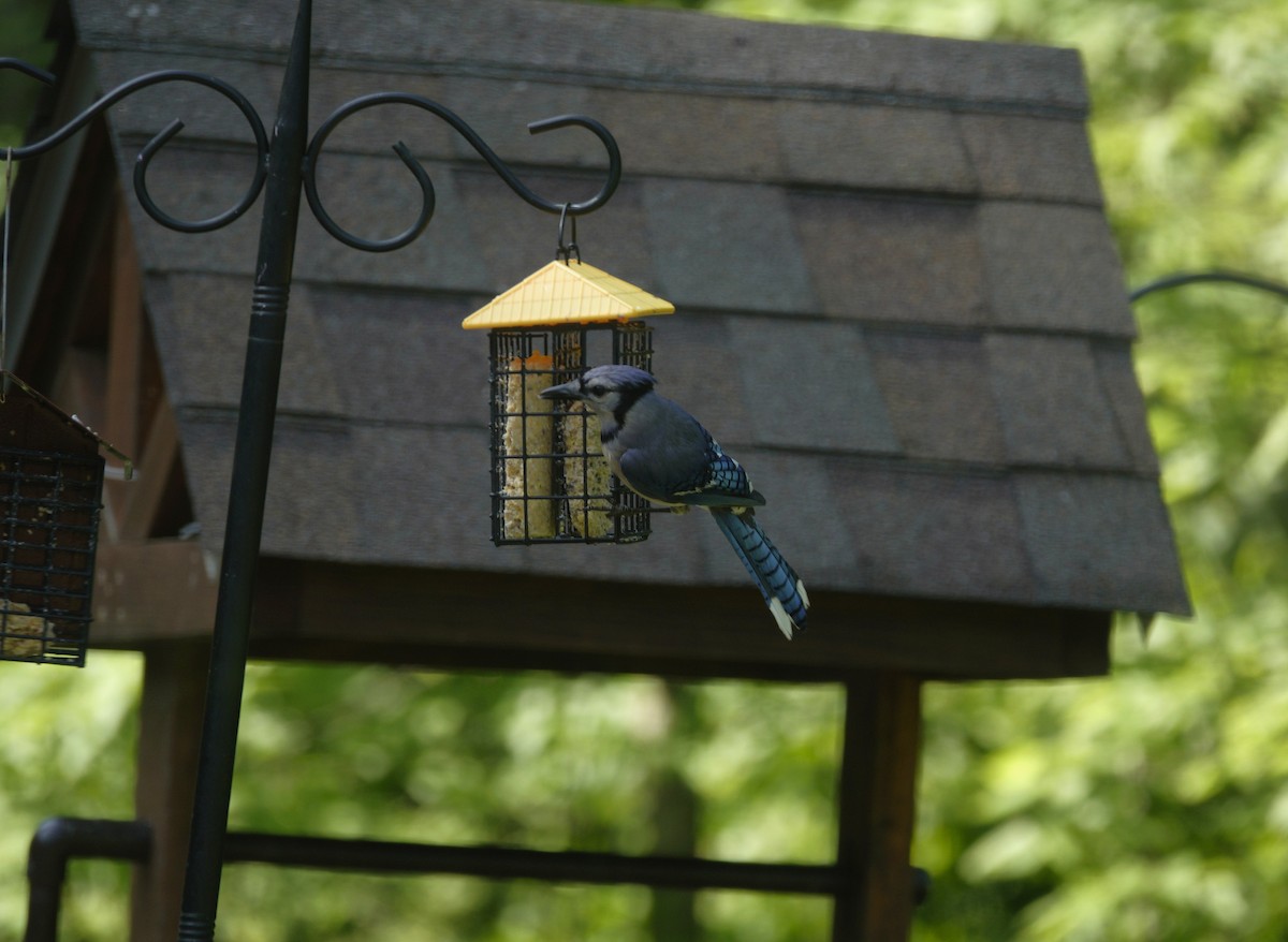 Blue Jay - ML638303468