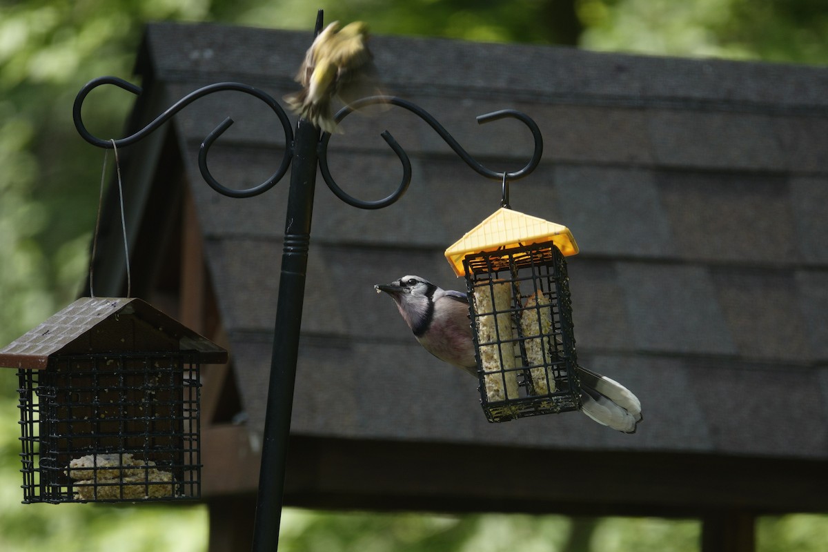 Blue Jay - ML638303469