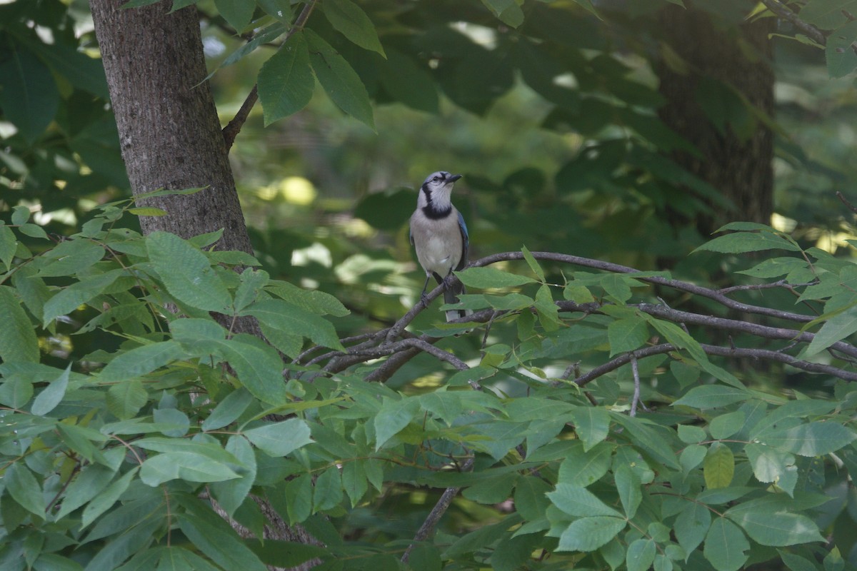 Blue Jay - ML638303470