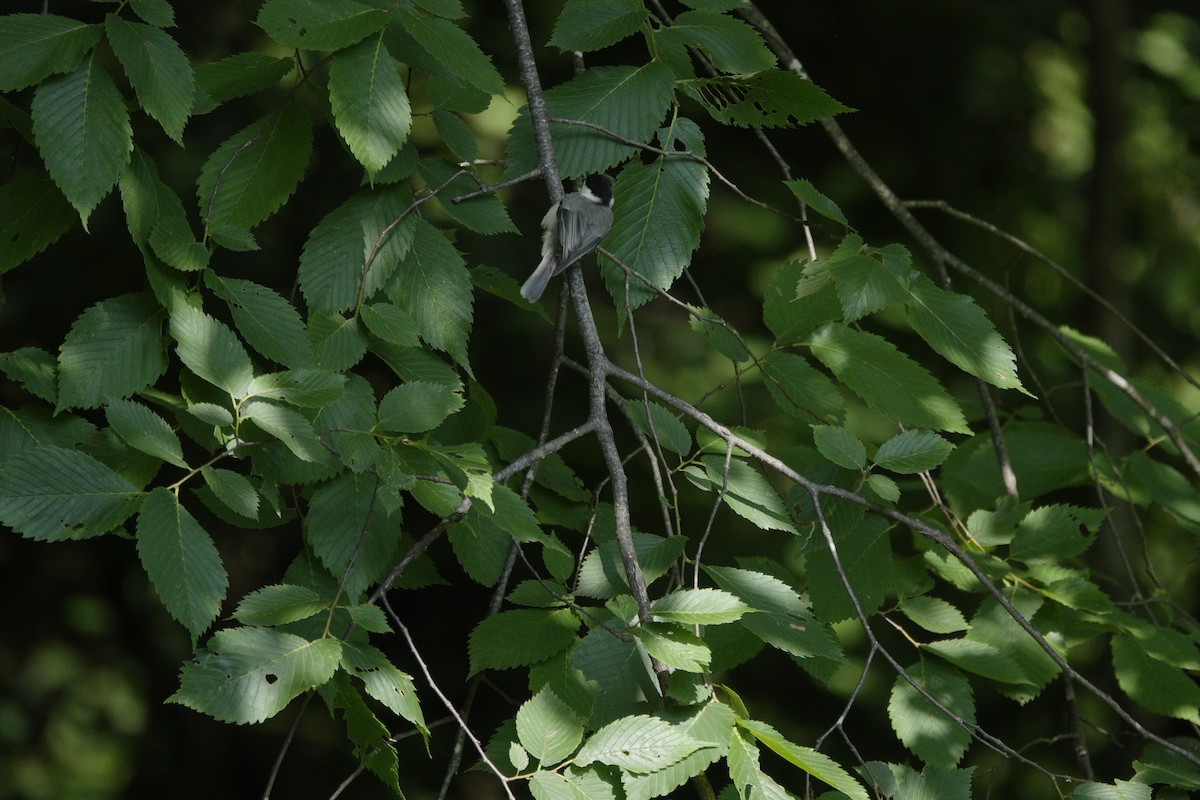 Carolinameise - ML638303475