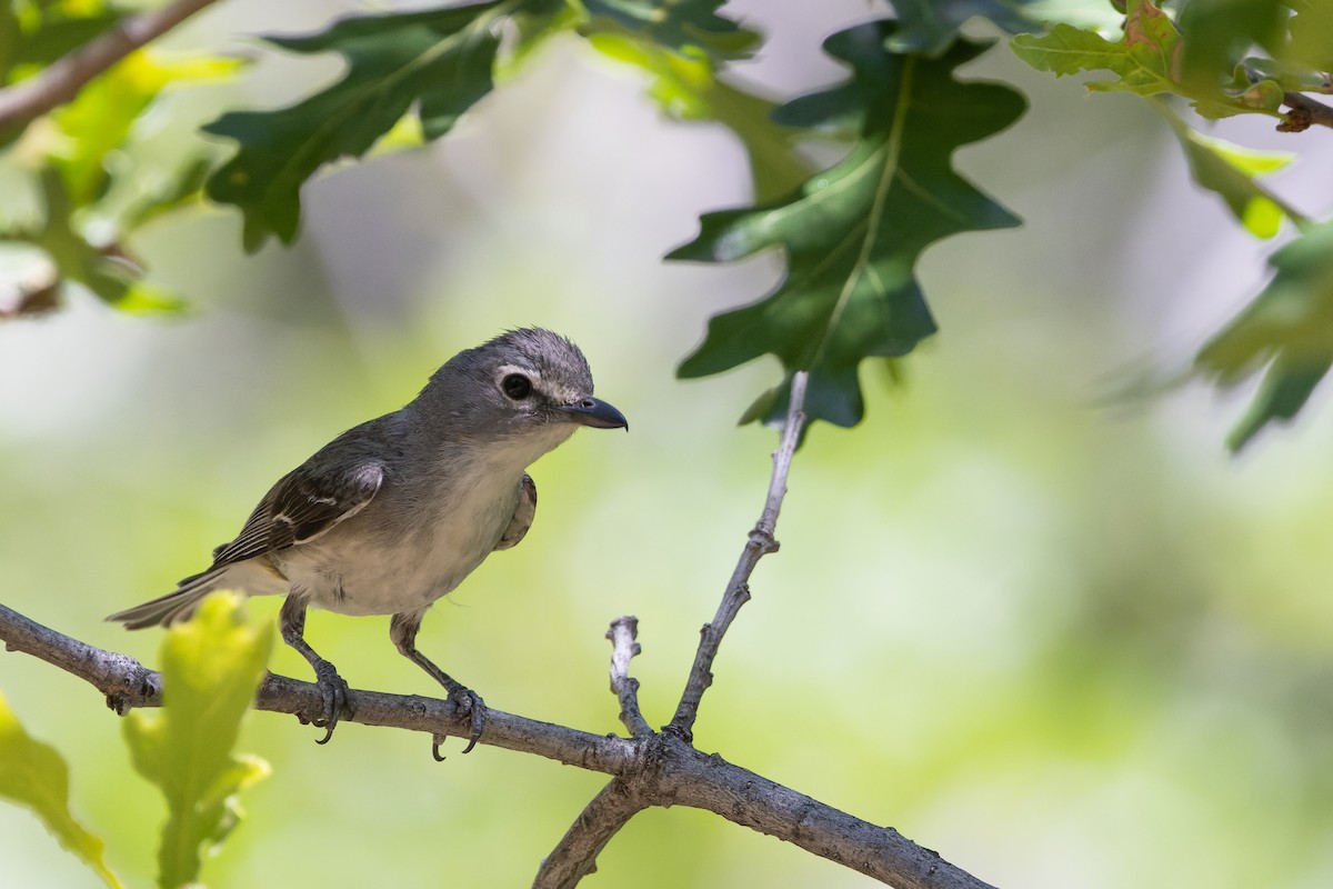 Sängervireo - ML638303483