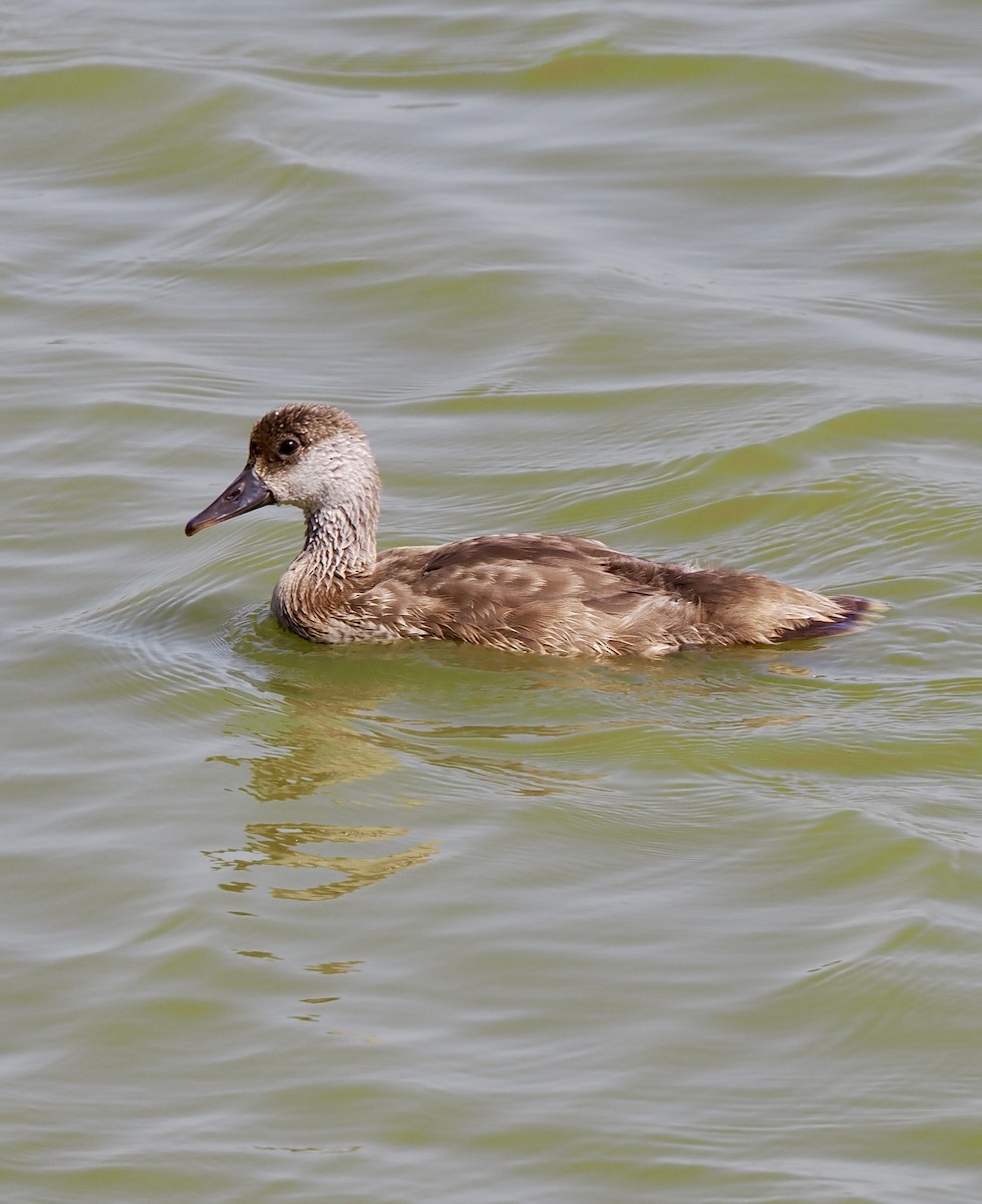 Red-crested Pochard - ML638303513
