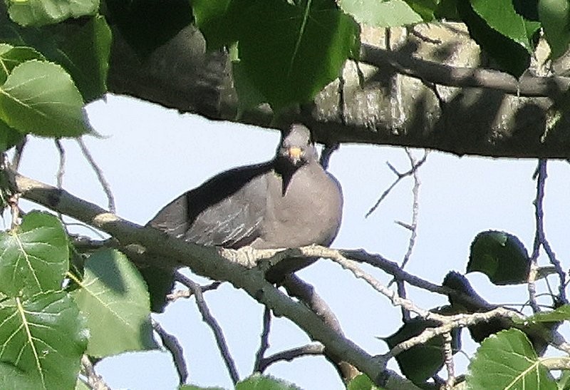 Band-tailed Pigeon - ML638303527