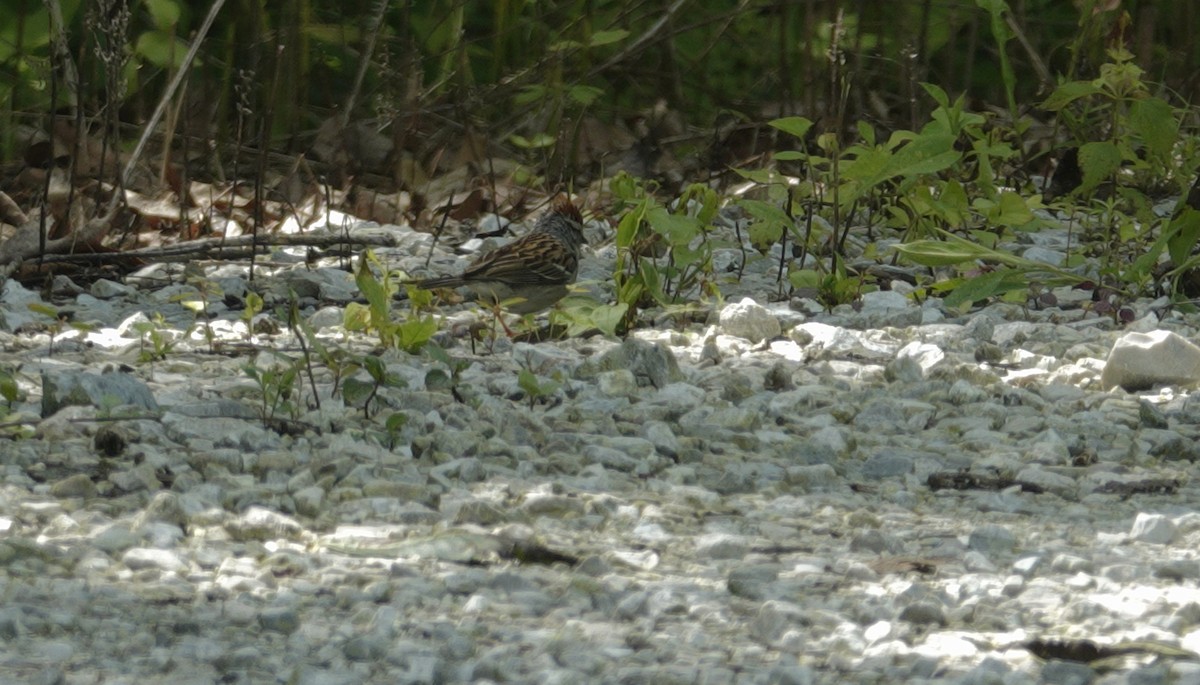 Chipping Sparrow - ML638303538