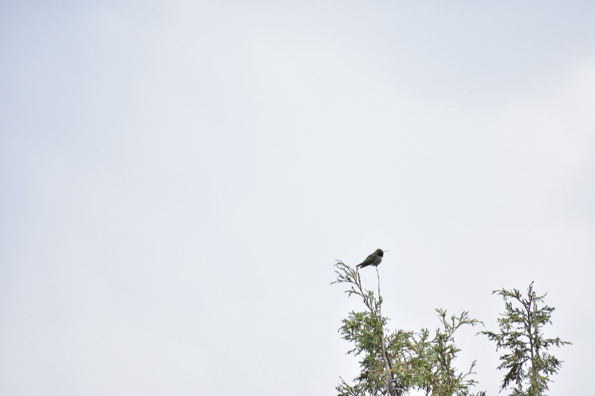 Black-chinned Hummingbird - ML638303542