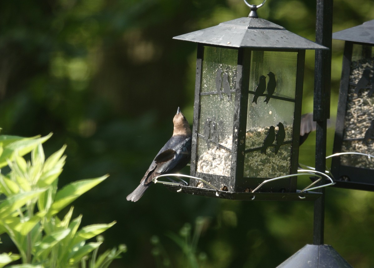 Brown-headed Cowbird - ML638303557