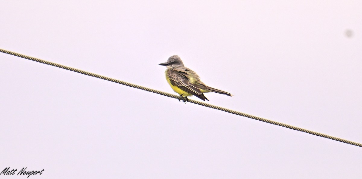 Tropical Kingbird - ML638303562