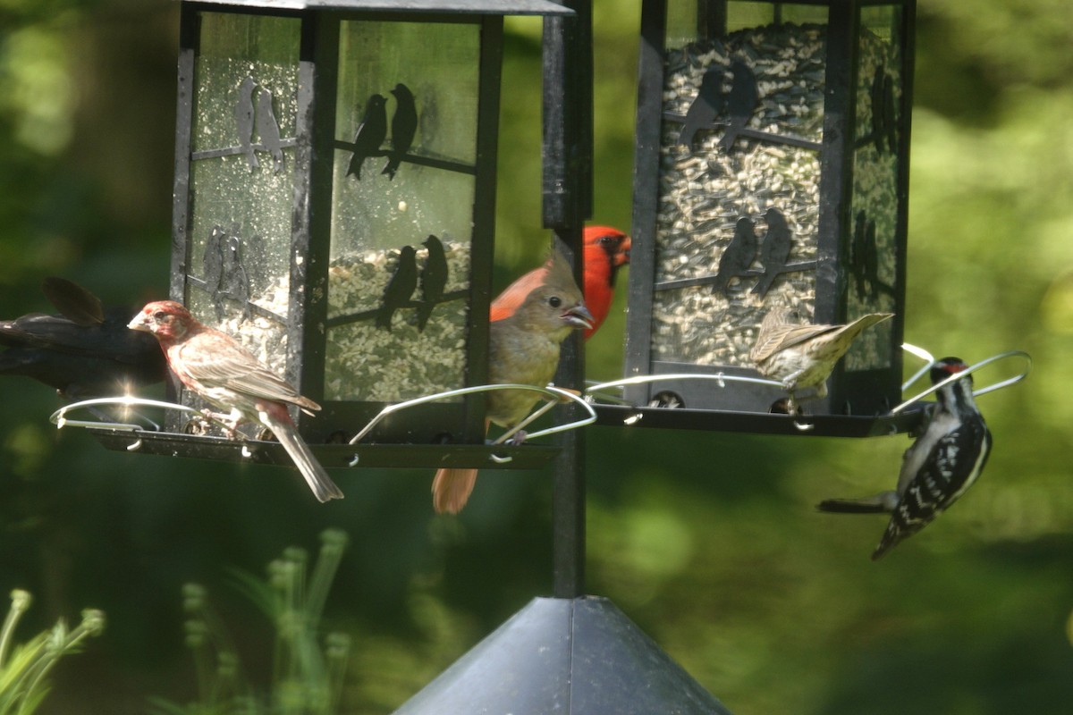 Northern Cardinal - ML638303563