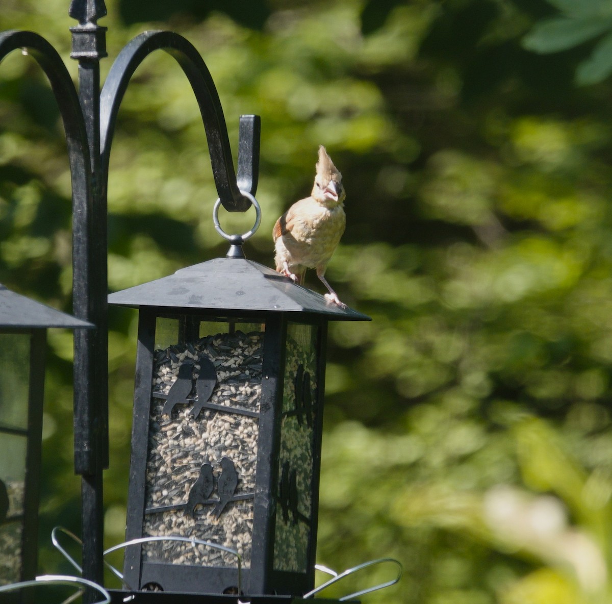 Northern Cardinal - ML638303564