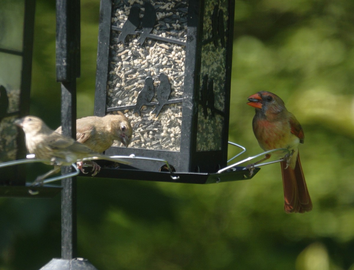 Northern Cardinal - ML638303565