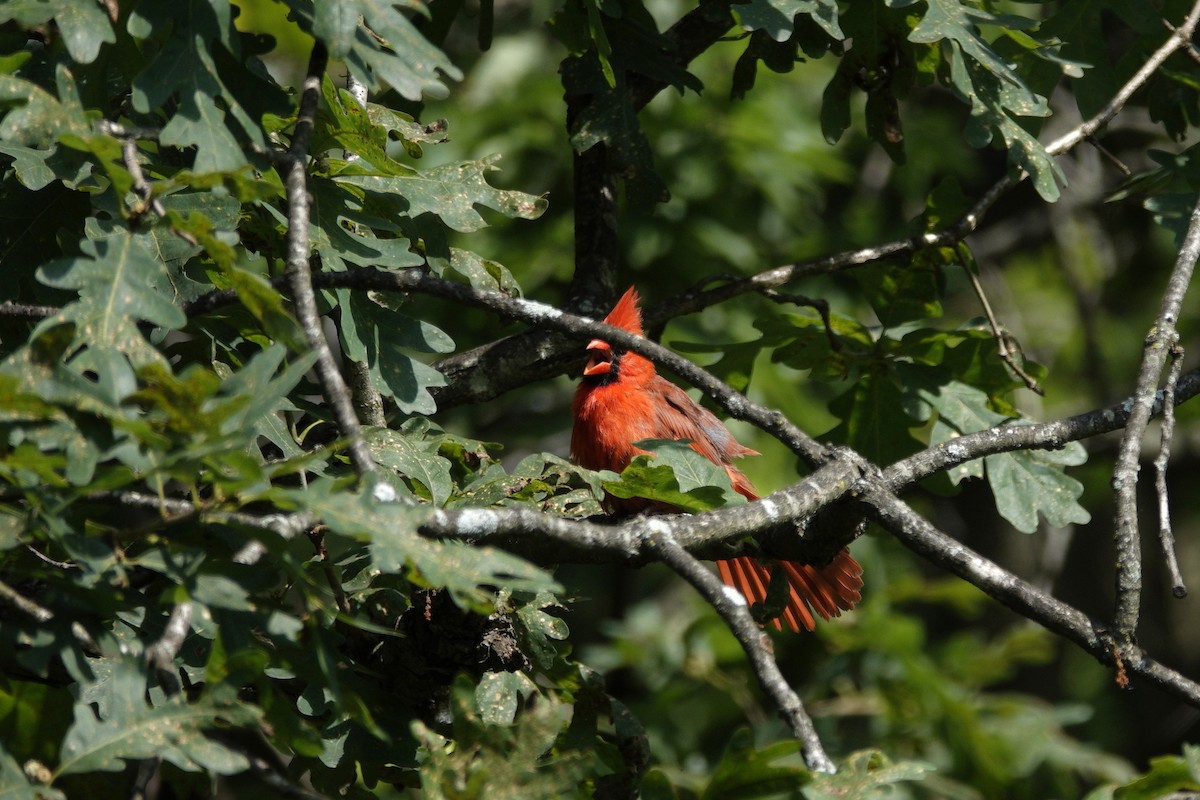 Northern Cardinal - ML638303566