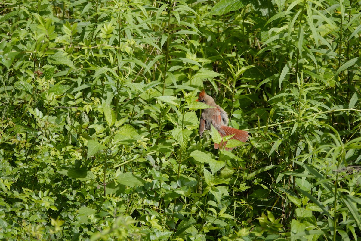 Northern Cardinal - ML638303569