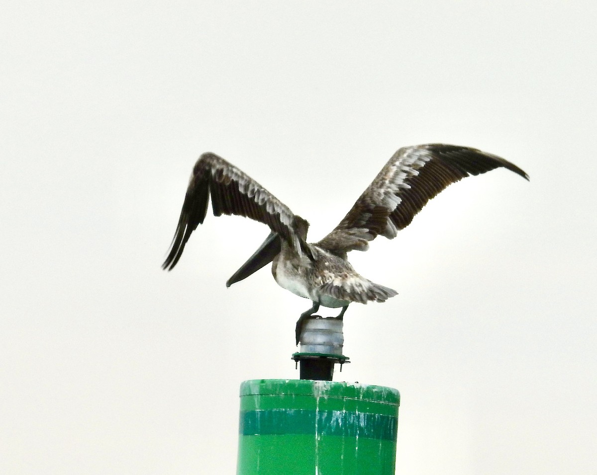 Brown Pelican - ML638303573