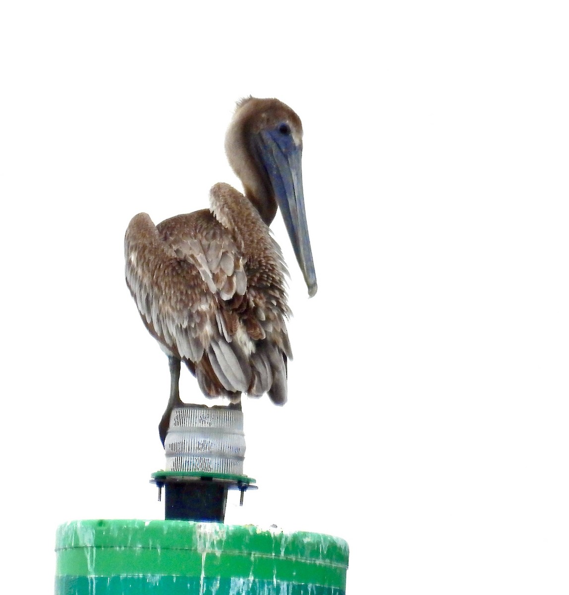 Brown Pelican - ML638303574