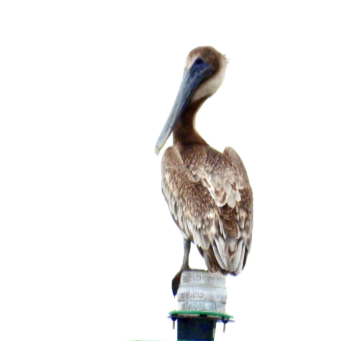 Brown Pelican - ML638303576