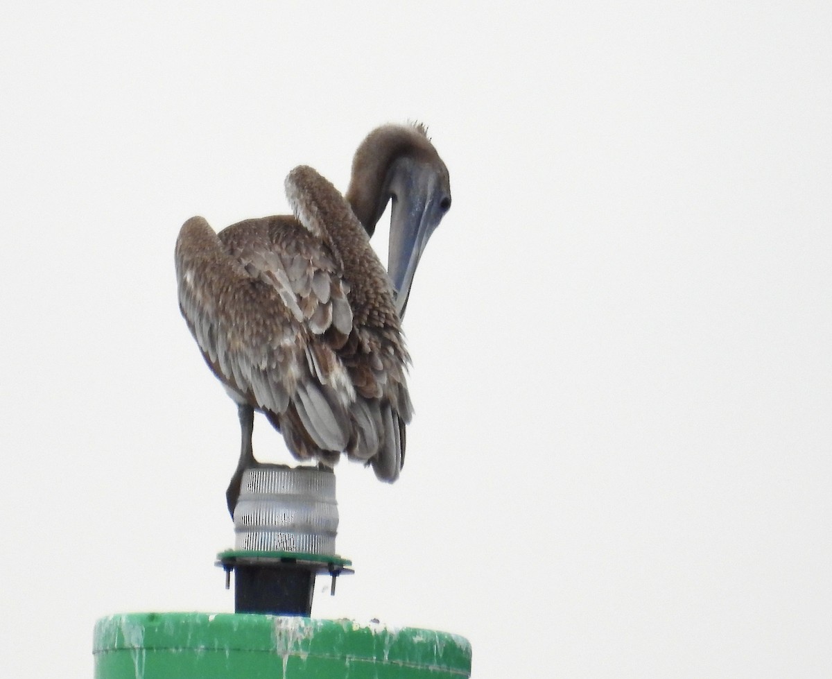 Brown Pelican - ML638303578