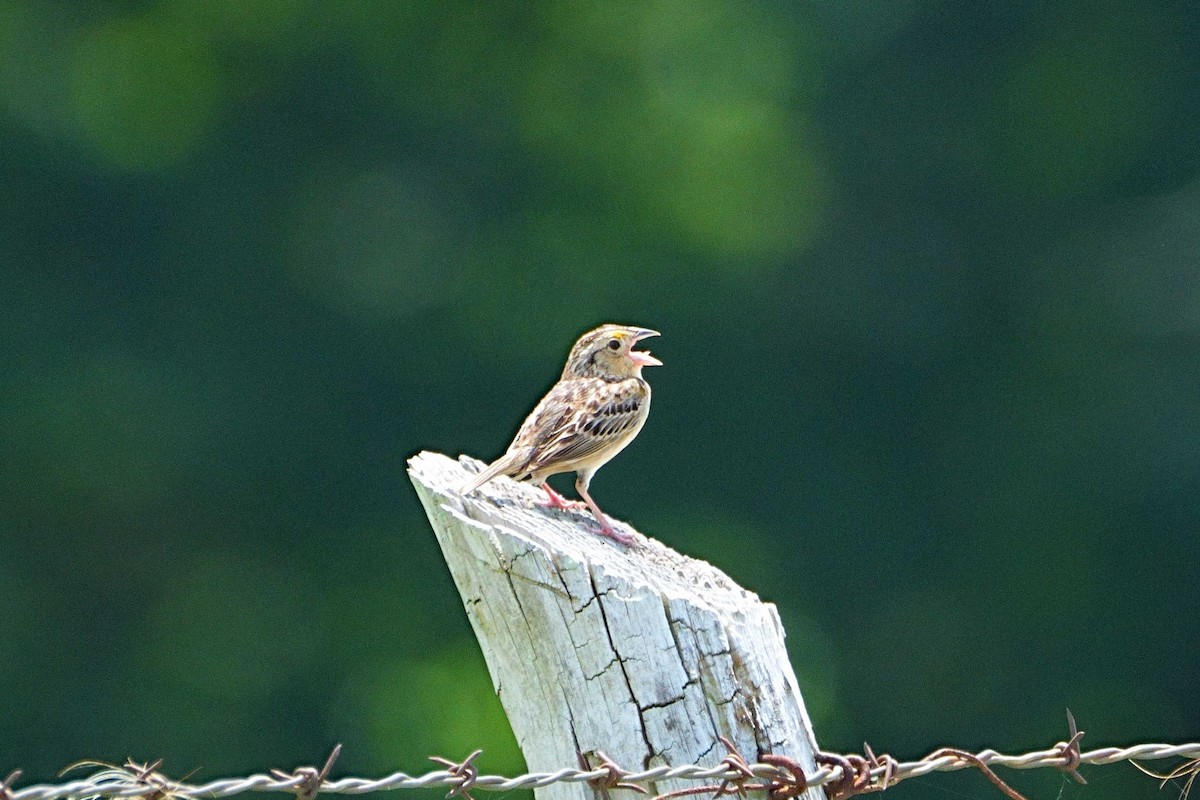 Grasshopper Sparrow - ML638303579