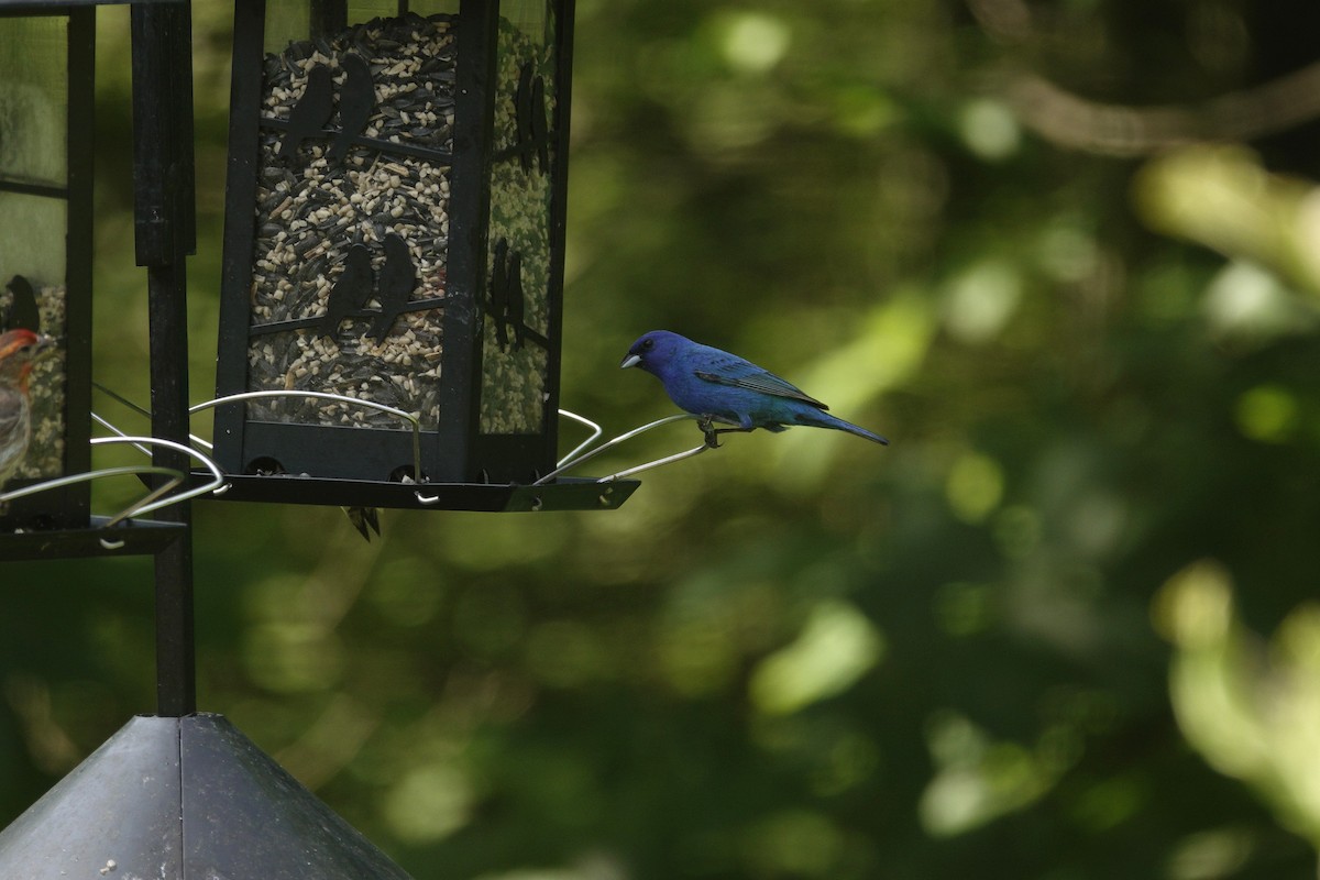 Indigo Bunting - ML638303580