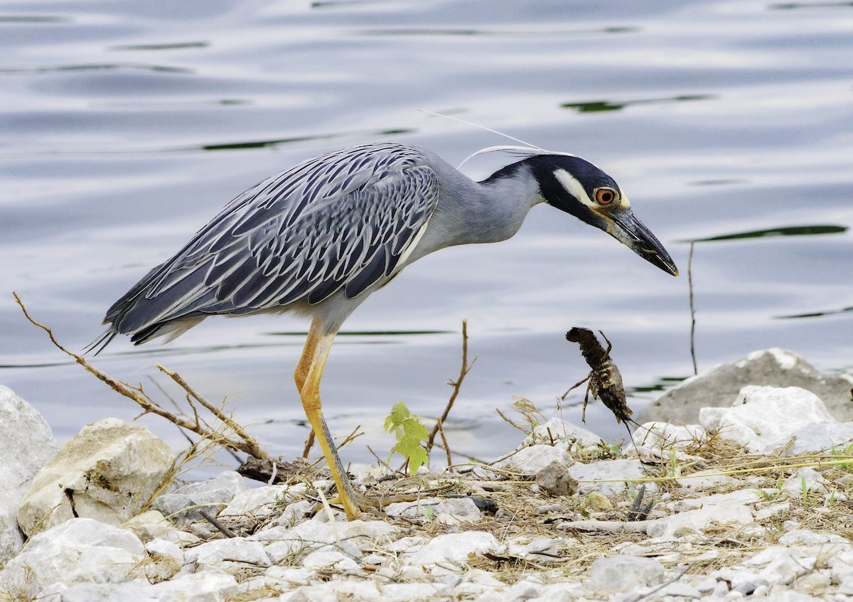 Yellow-crowned Night Heron - ML638303583
