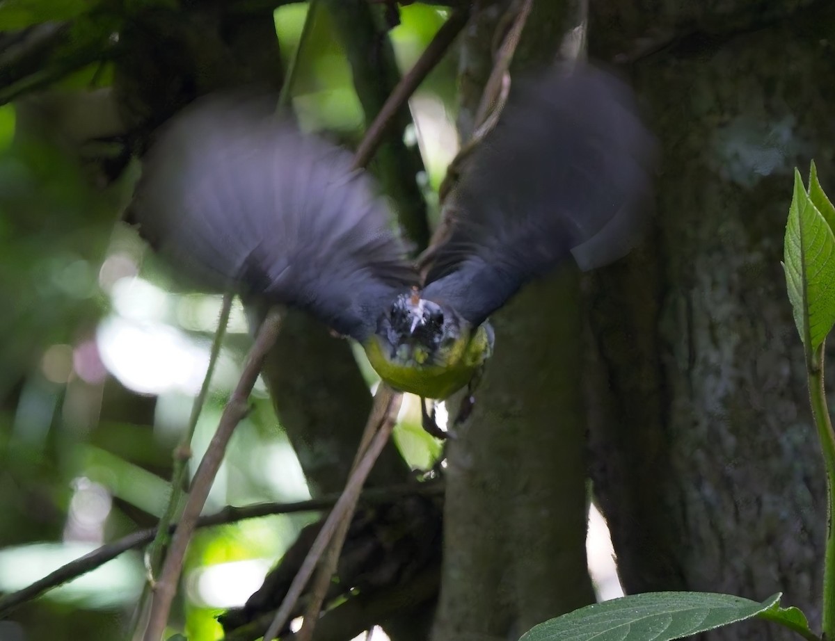Gray-throated Warbler - ML638303584