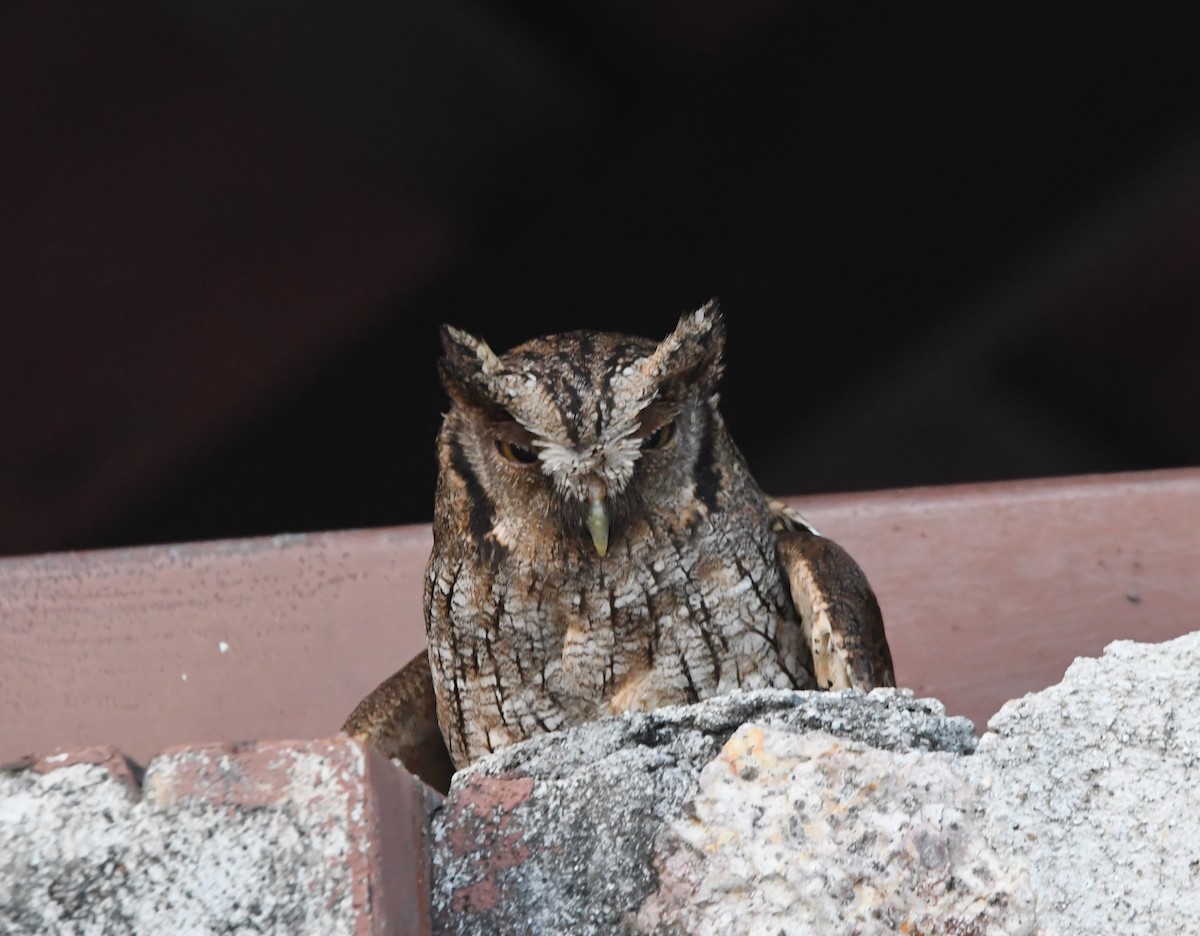 Tropical Screech-Owl - ML638303585
