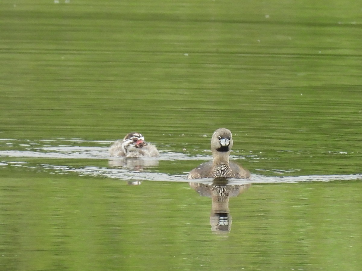 Pied-billed Grebe - ML638303587