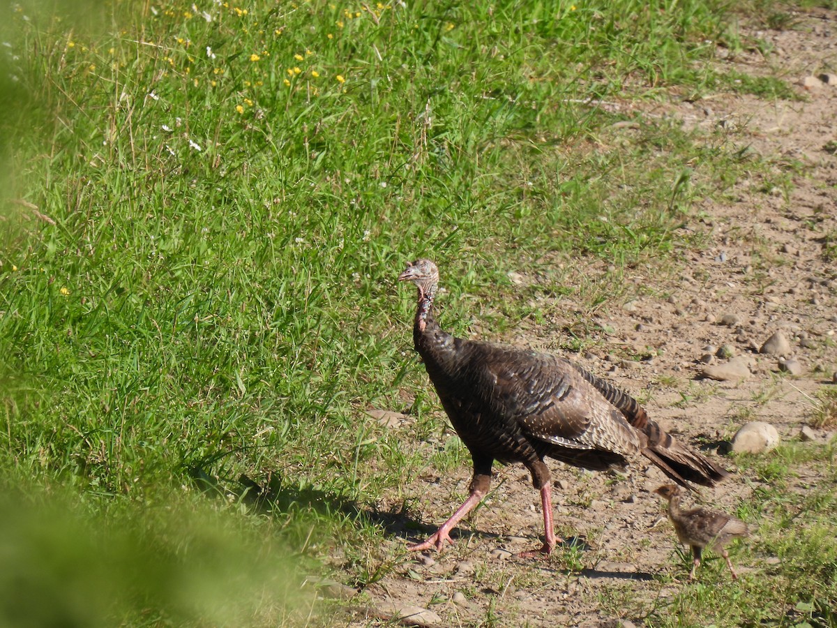 Wild Turkey - ML638303591