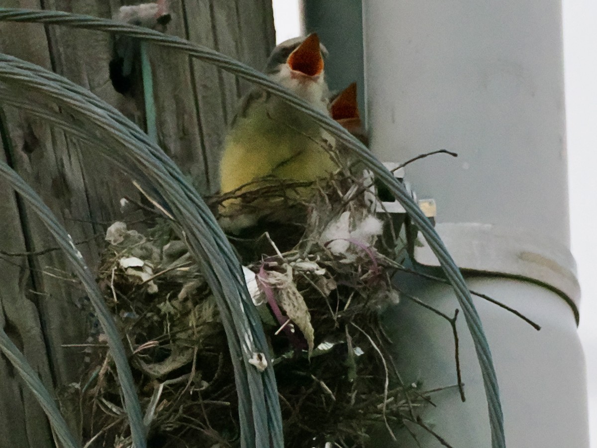 Western Kingbird - ML638303593