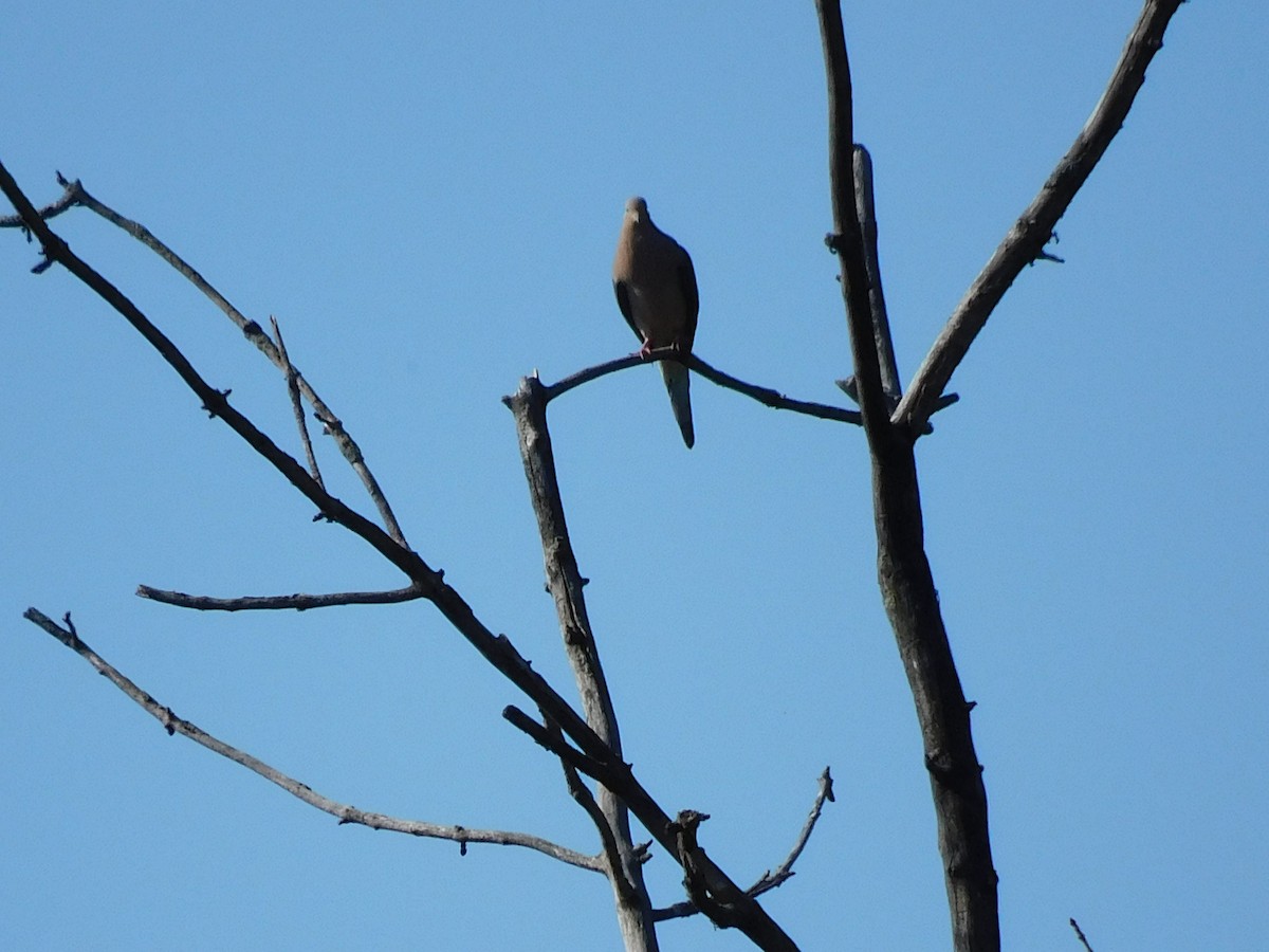 Mourning Dove - ML638303594