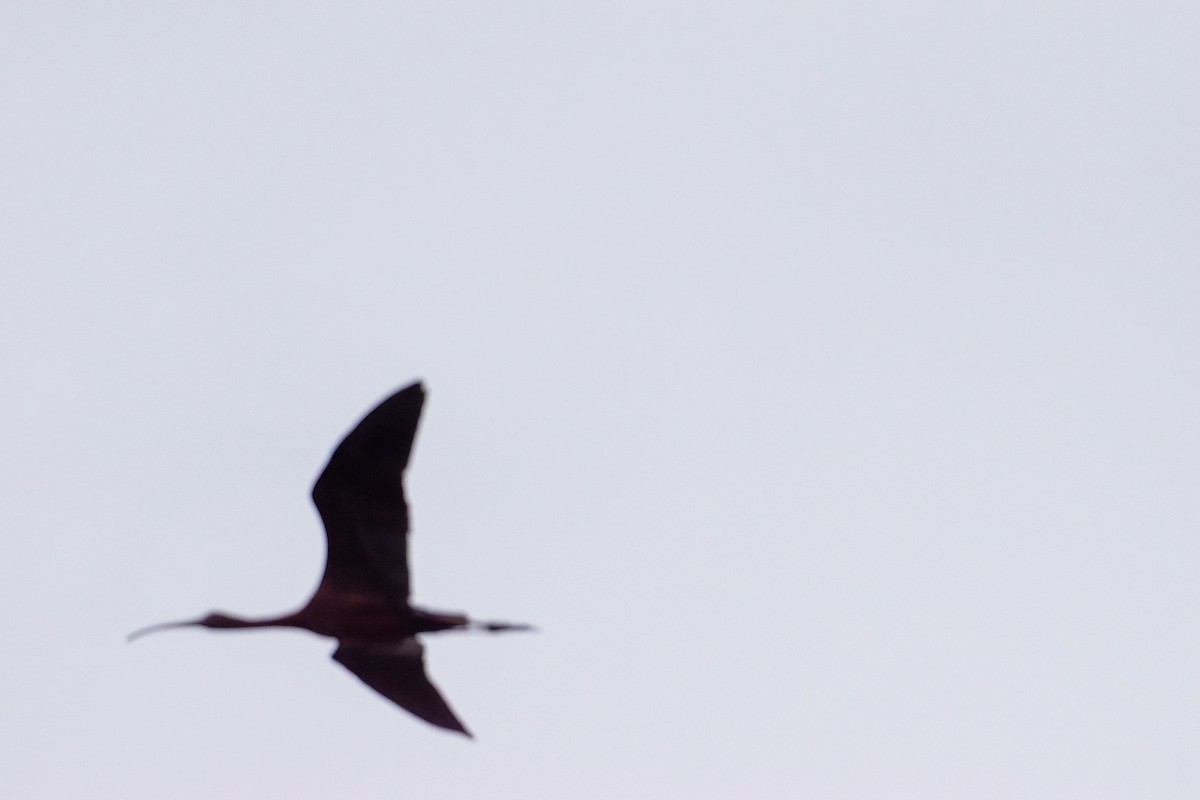 Glossy Ibis - ML638303596