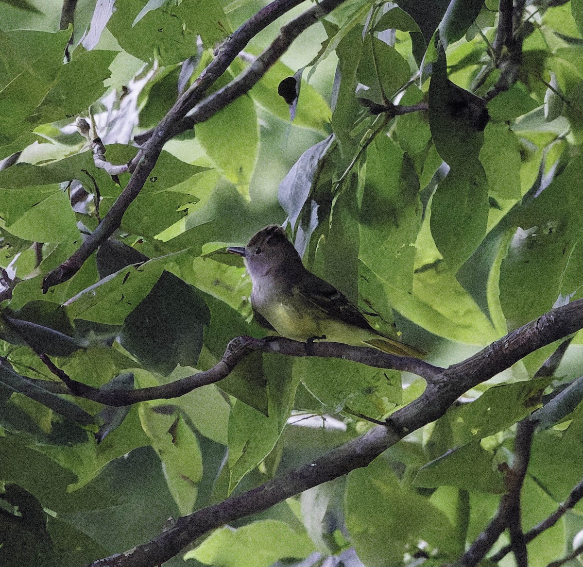 Great Crested Flycatcher - ML638303597