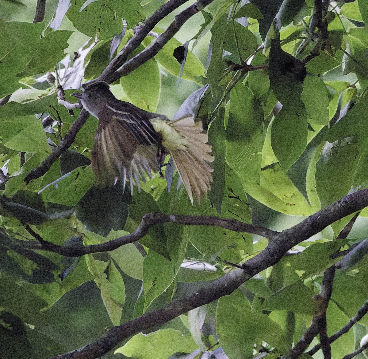 Great Crested Flycatcher - ML638303598