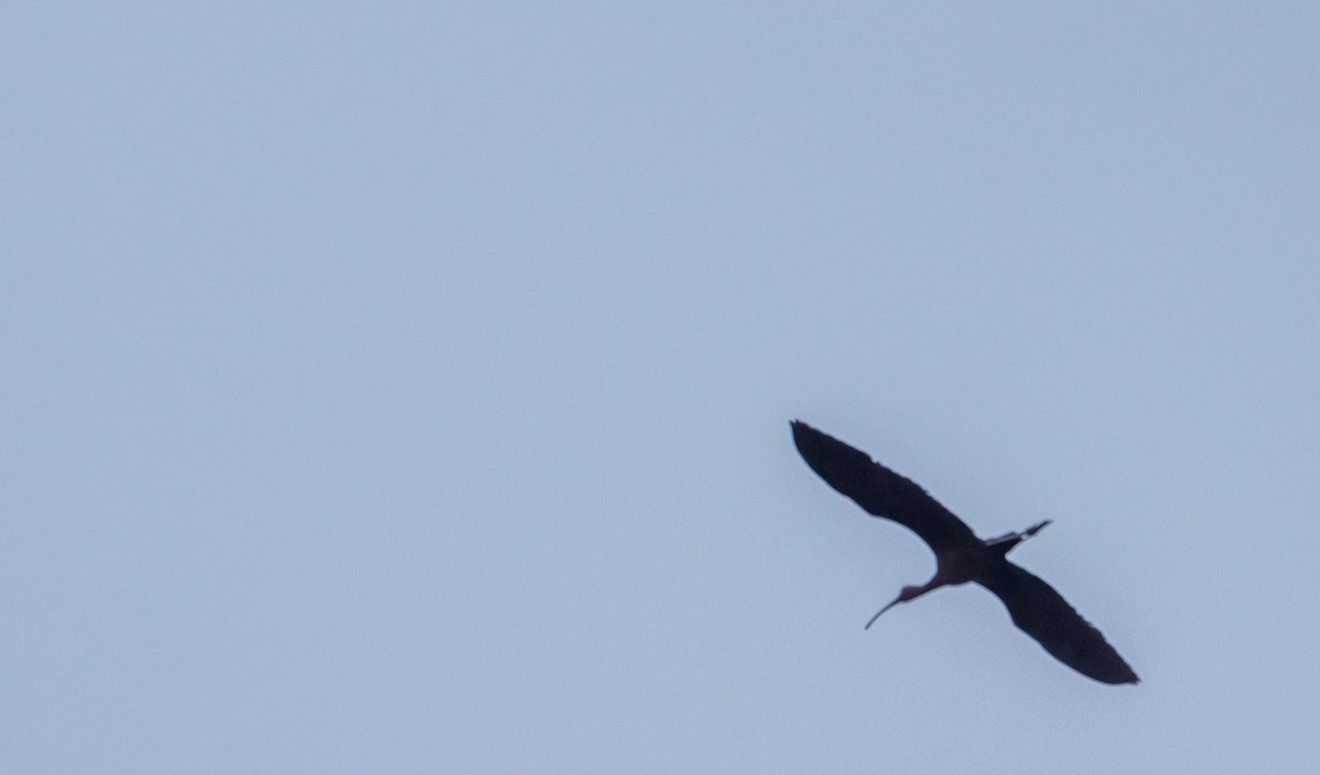 Glossy Ibis - ML638303607