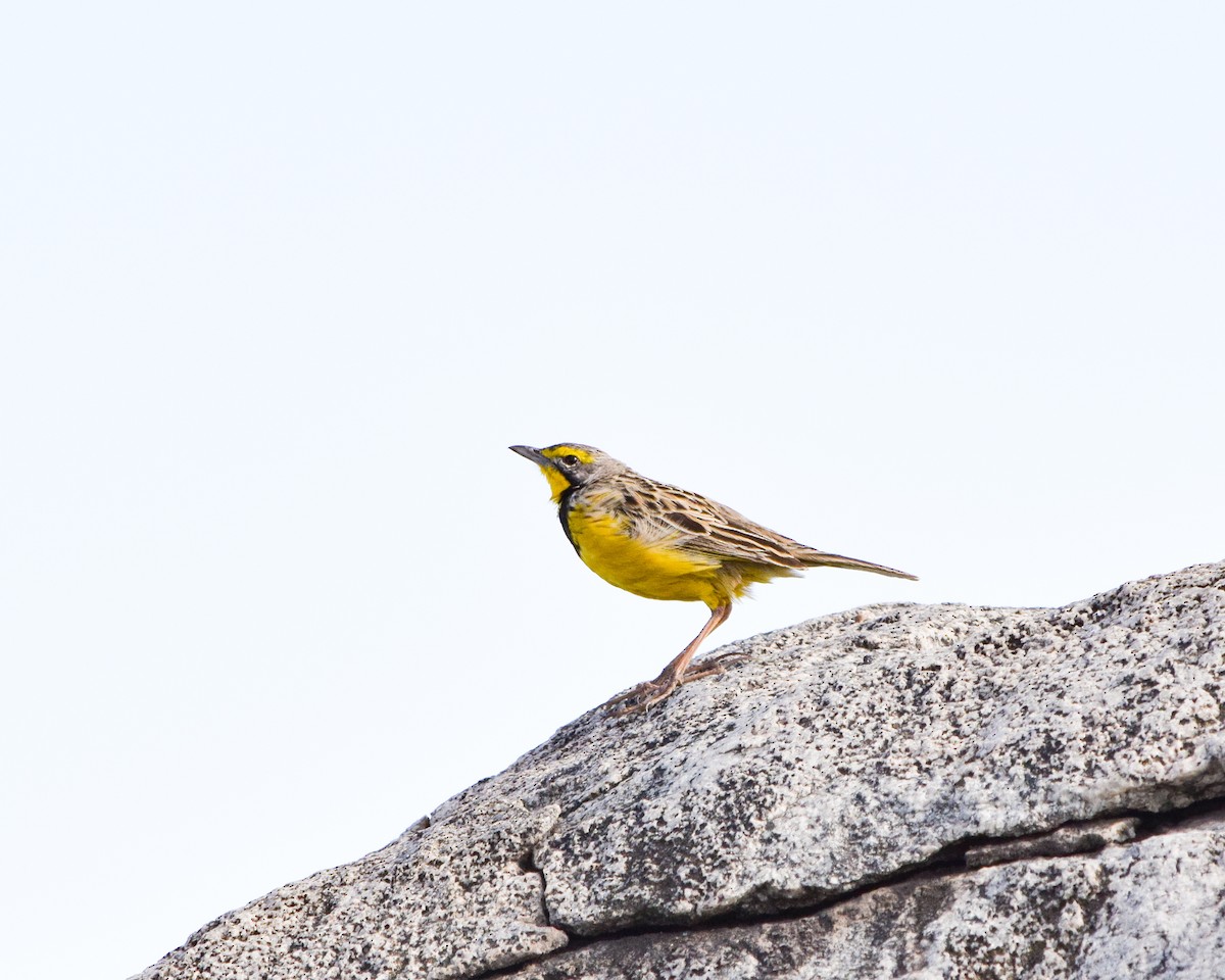 Yellow-throated Longclaw - ML638303608