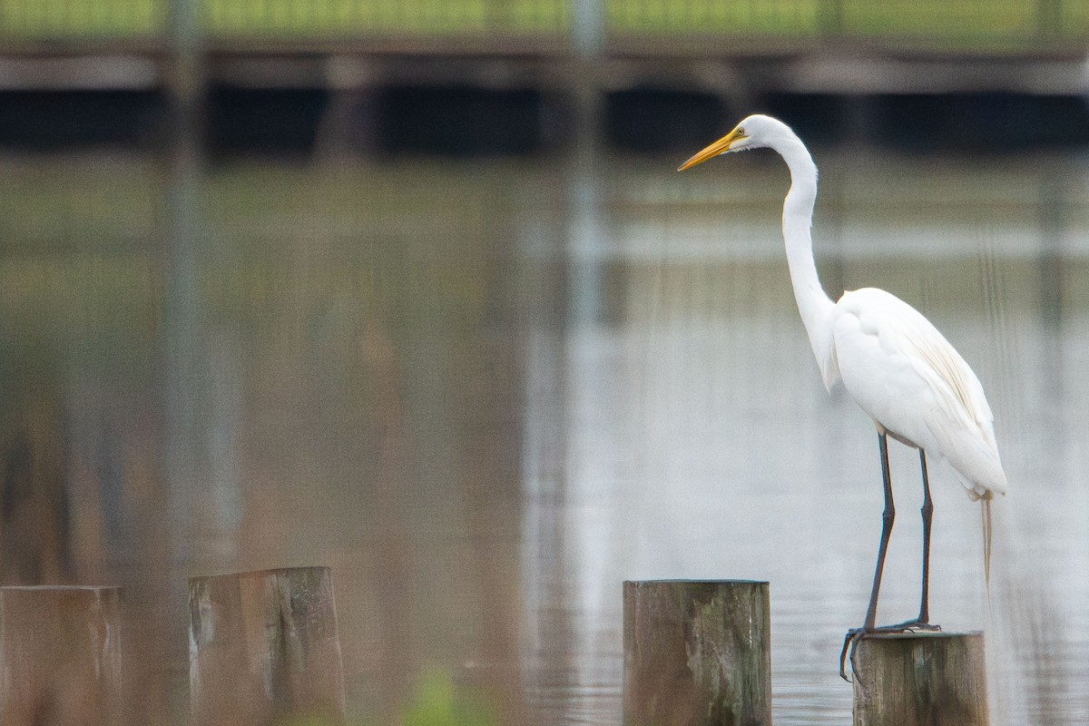 Great Egret - ML638303609