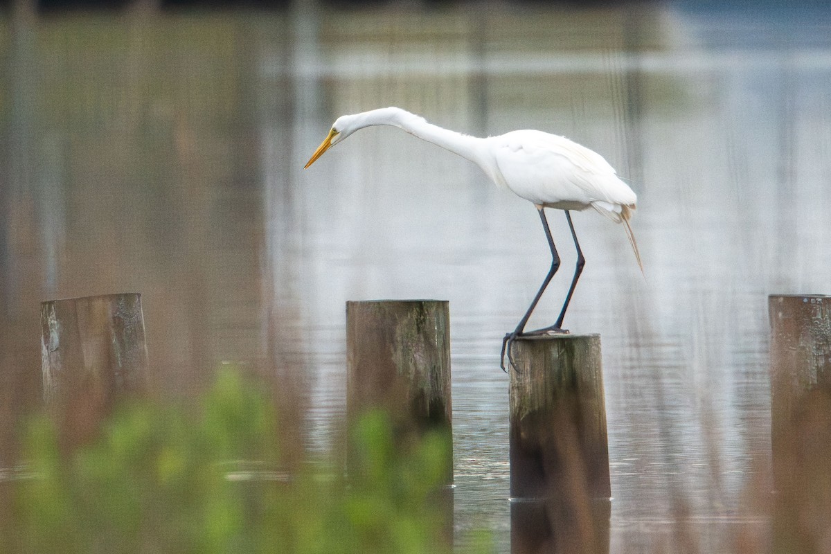 Great Egret - ML638303615