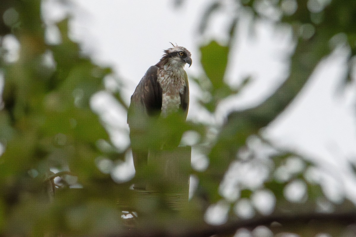 Osprey - ML638303616