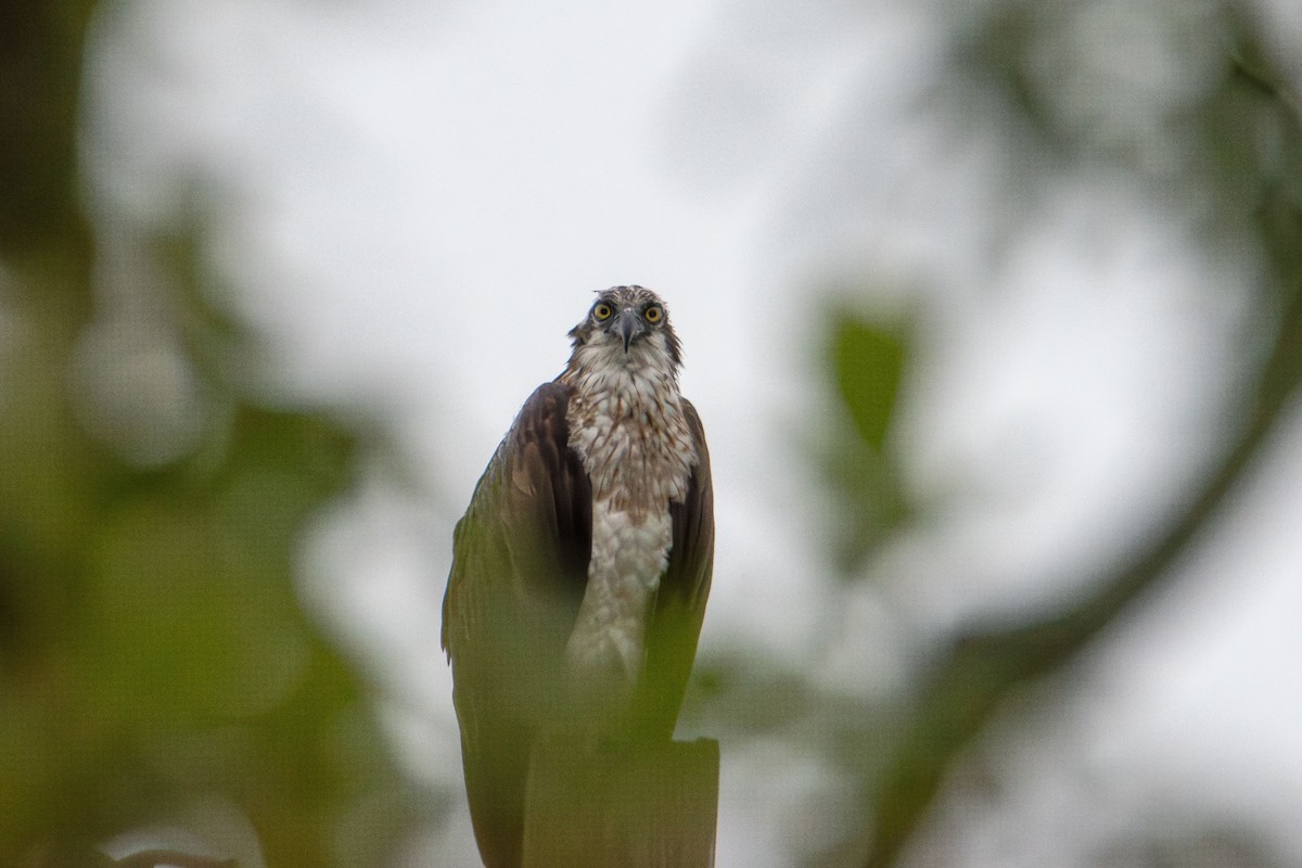 Osprey - ML638303617