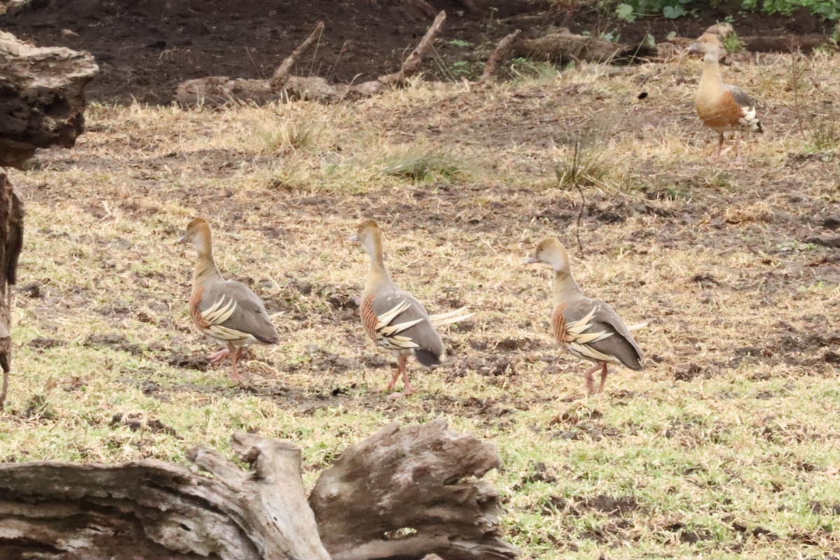 Plumed Whistling-Duck - ML638303619