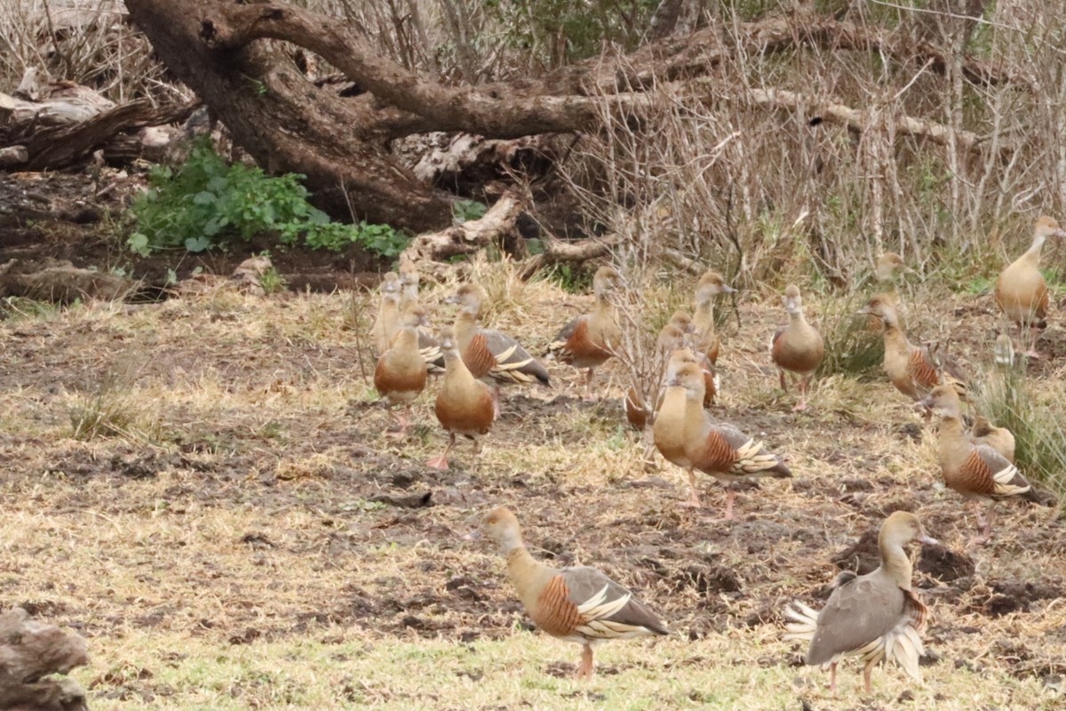 Plumed Whistling-Duck - ML638303620