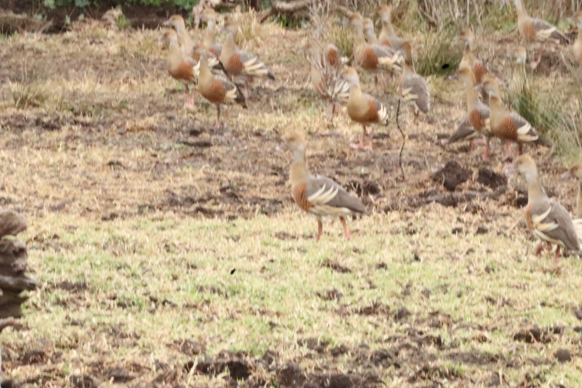 Plumed Whistling-Duck - ML638303621