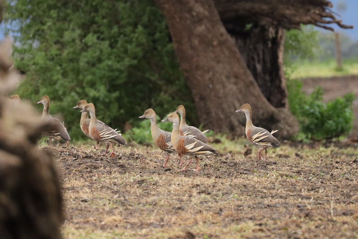 Plumed Whistling-Duck - ML638303622
